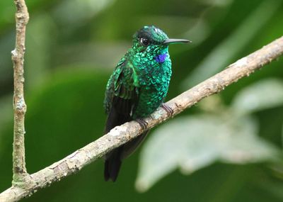 Green-crowned Brilliant; male 