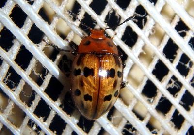 Habrodactylus Pleasing Fungus Beetle species