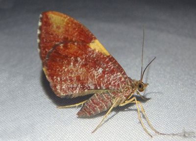 Hagnagora luteoradiata; Carpet Moth species