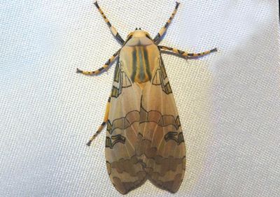 Halysidota Tussock Moth species 