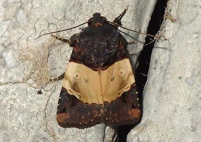 Hampsonodes naevia; Noctuid Moth species 