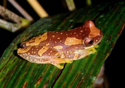 Harlequin Treefrog 