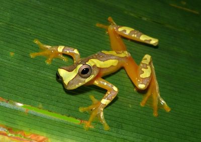 Harlequin Treefrog 