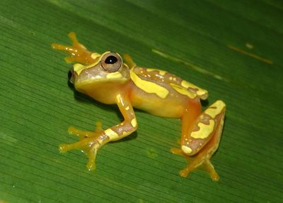 Harlequin Treefrog