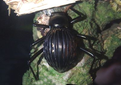 Hegemona Darkling Beetle species