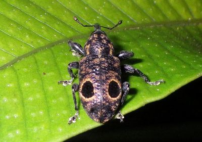 Heilipodus biplagiatus; Weevil species