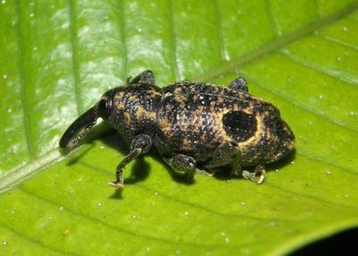 Heilipodus biplagiatus; Weevil species