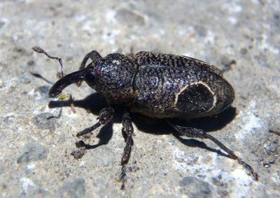 Heilipodus nigromaculatus; Weevil species