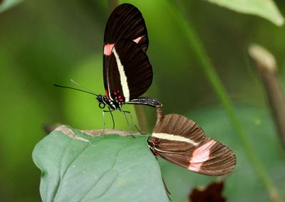Heliconius erato; Erato Heliconian pair