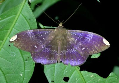 Hemeroblemma dolosa; Noctuid Moth species