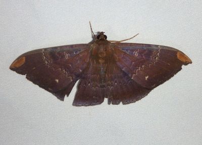 Hemeroblemma dolosina; Noctuid Moth species