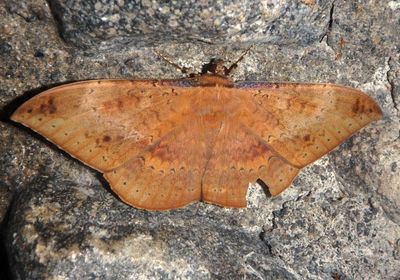 Hemeroblemma opigena; Noctuid Moth species; female