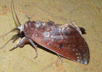 Hemiceras muscosa; Prominent Moth species