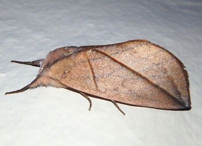 Hemiceras vecina; Prominent Moth species 