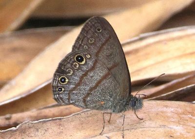 Hermeuptychia harmonia; Harmony Satyr