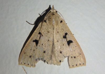 Herminodes subclara; Owlet Moth species
