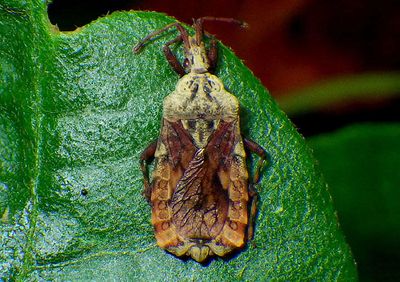 Hesus cordatus; Flat Bug species 
