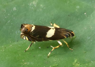 Hilarographa plectanodes; Tortricid Moth species