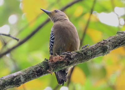 Hoffman's Woodpecker; female