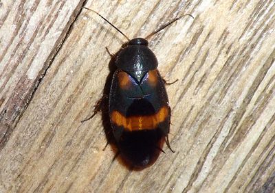 Holocompsa azteca; Sand Cockroach species 