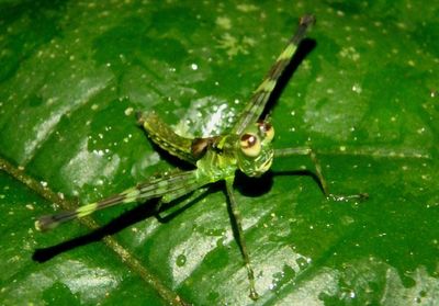 Homeomastax Monkey Grasshopper species