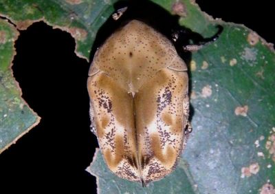 Hoplopyga liturata; Flower Scarab species