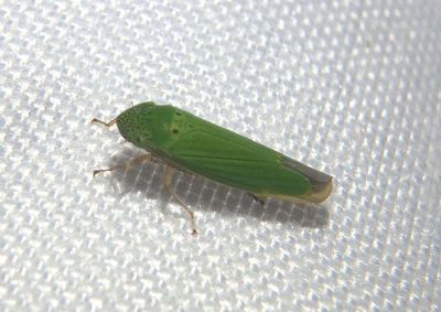 Hortensia similis; Common Green Leafhopper