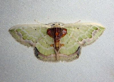 Hyalochlora splendens; Geometrid Moth species
