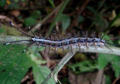 Hylesia continua; Buck Moth species caterpillar
