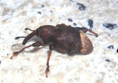 Hylobiina Weevil species