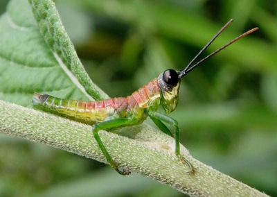 Hylopedetes Short-horned Grasshopper species
