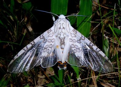 Hypercompe Leopard Moth species