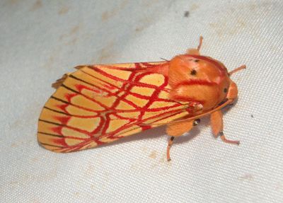 Hypidalia sanguirena; Tiger Moth species 