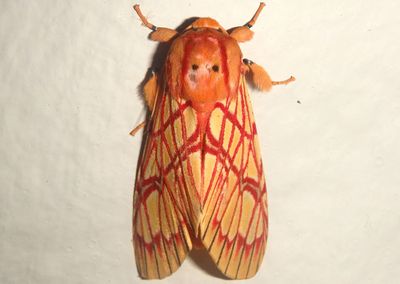 Hypidalia sanguirena; Tiger Moth species