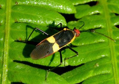 Hypselonotus interruptus; Leaf-footed Bug species