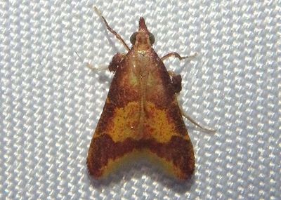Hypsopygia Pyralid Moth species 