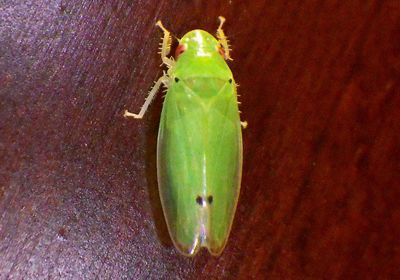 Iassinae Leafhopper species 
