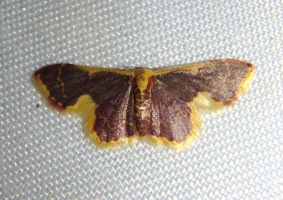 Idaea gemma; Geometrid Moth species