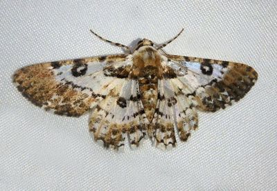 Iridopsis validaria; Geometrid Moth species
