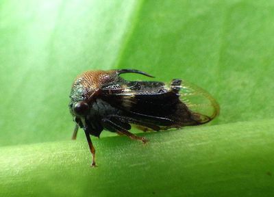 Ischnocentrus niger; Treehopper species