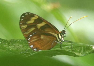Ithomia heraldica; Heraldica Clearwing