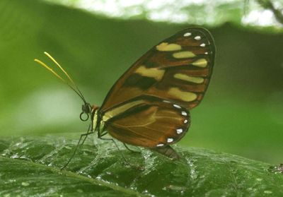 Ithomia heraldica; Heraldica Clearwing