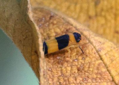 Janastana Sharpshooter species