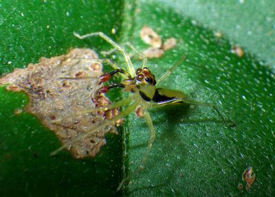Salticidae Jumper Spider species Bogarin 