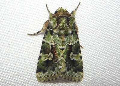 Lacinipolia Noctuid Moth species