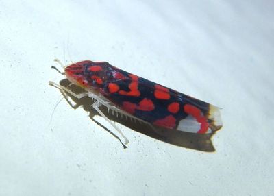 Ladoffa Sharpshooter species 