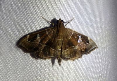 Lamprosema cayugalis; Pyralid Moth species