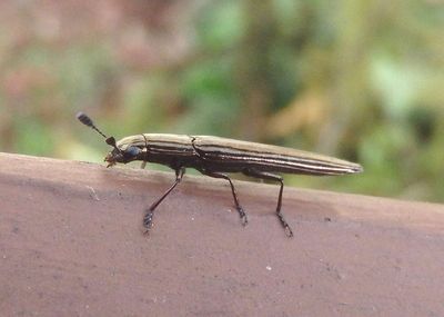 Languriinae Pleasing Fungus Beetle species