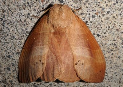 Lasiocampinae Lappet Moth species