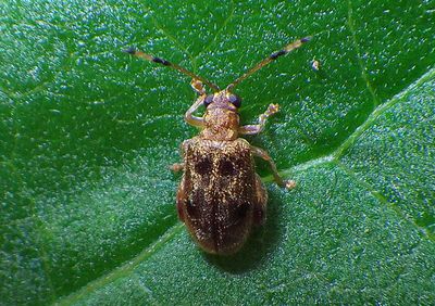 Chrysomelidae Leaf Beetle species 